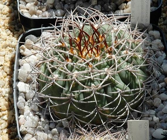 Gymnocalycium_pugionacanthu